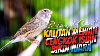 Download lagu MATERI ISIAN MEWAH JAWARA ! MASTERAN KENARI ISIAN BLACKTHROAT GACOR PALING DICARI #15 mp3 Download lagu MATERI ISIAN MEWAH JAWARA ! MASTERAN KENARI ISIAN BLACKTHROAT GACOR PALING DICARI #15 mp3