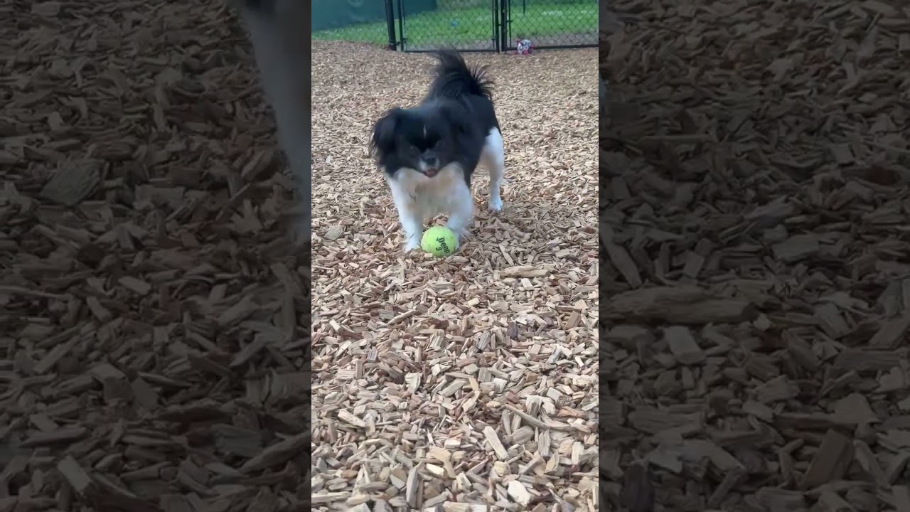 Tiny, a ADOPTABLE mixed breed in Sudbury, MA video 4/4