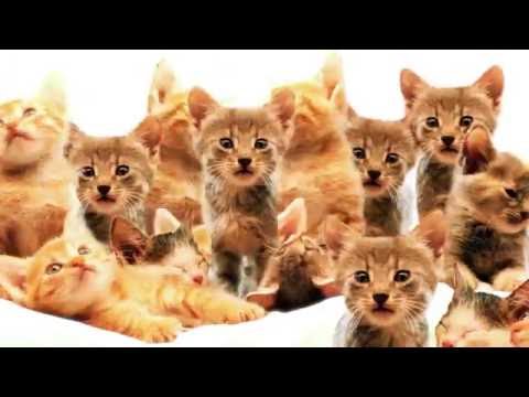 MORE CATS, MORE OISHI!