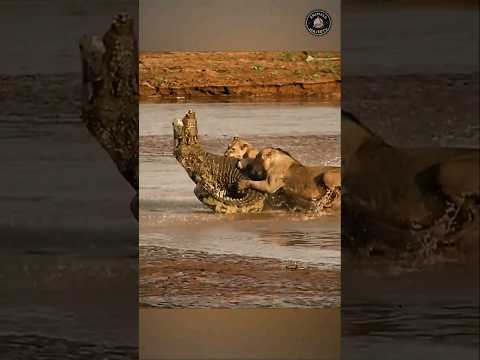 Lions Attack Crocodile To De@th (Lion vs Crocodile Fight) #shorts