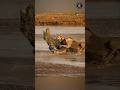 Lions Attack Crocodile To De Th Lion Vs Crocodile Fight Shorts