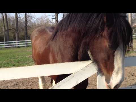 Sir Barnabus is Hugry