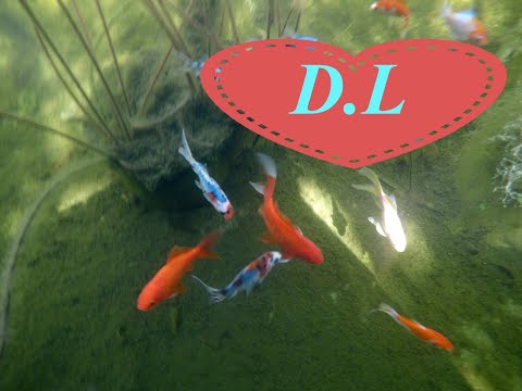 Teichreinigung.7 Tips zur Teichreinigung u.Pflege.( Fragen u Antworten)