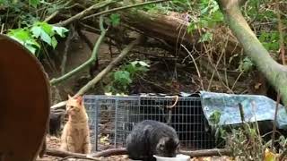 Ramona&#39;s happy tail - day after returning to forest - TinyKittens.com