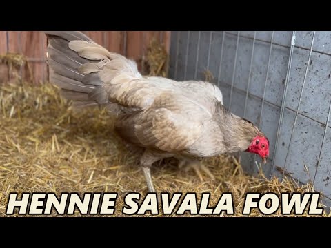Chocolate Boles Blue Hennie Mug - SAVALA FOWL California
