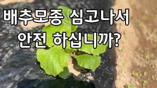 김장배추 모종 안전 하신가요?