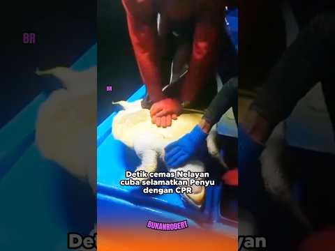 Detik cemas Nelayan cuba selamatkan Penyu dengan CPR