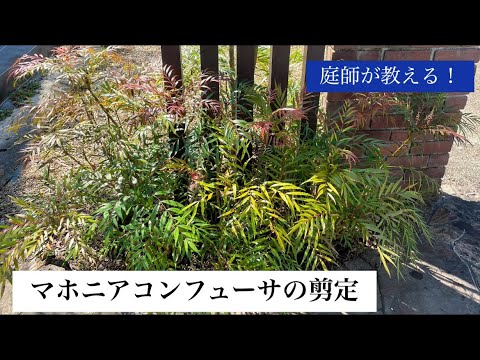 マホニア「ウィンター・サン」 植物