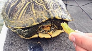 MEGA HUNGRY TURTLE!!!! - Uncut Angling - March 8, 2013