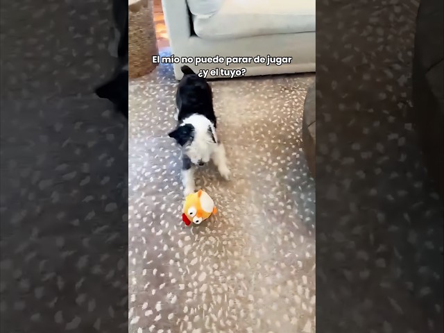 Vídeo relacionado con Ferizzia Perro de Pato Antiestrés, Juguete Masticable de Peluche para Perro, ATO Antiestrés para Perros, Juguete Interactivo Indestructible, para Pequeños y Medianos Grandes