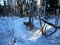 Охота на волка капканом (Wolf hunting trap) 