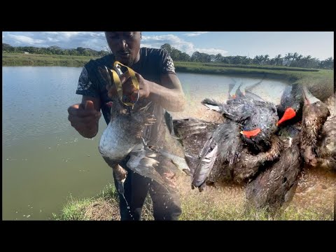Epic wild duck hunting with my slingshot for dinner 