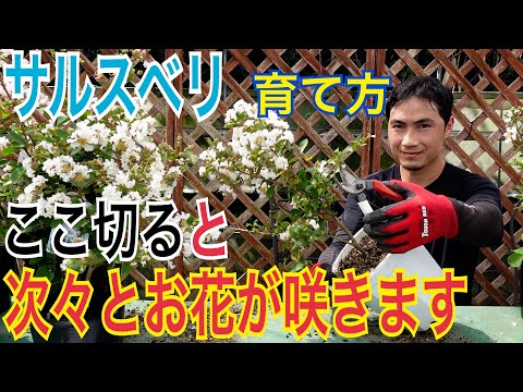 インドライラックの色あせた花は切ったほうがいいでしょうか？夏のサルスベリの剪定について知っておくべきことすべて  庭園