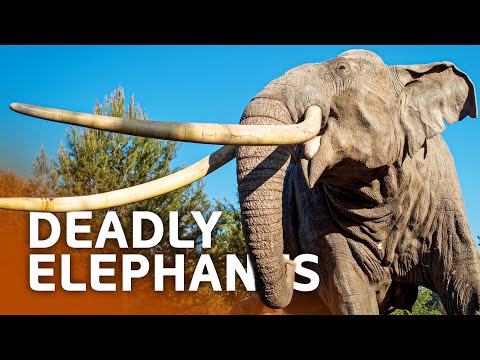 When Giants Turn Nasty: Why Elephants Are Killing Their Keepers!