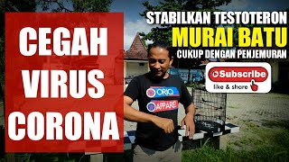 Download lagu pentingnya sinar matahari untuk MURAI BATU dan manfaat penjemuran untuk manusia mp3