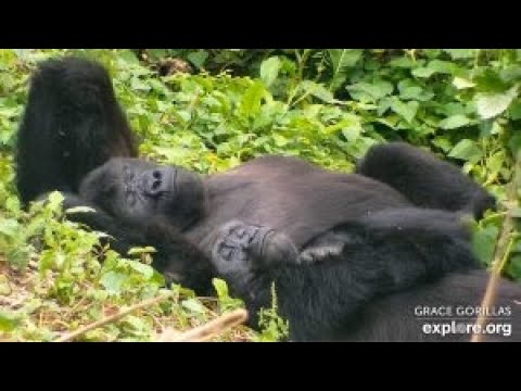 Live webcam view of GRACE Gorilla Forest Live Cam