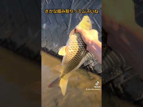 金耳、アザラシ耳 植物