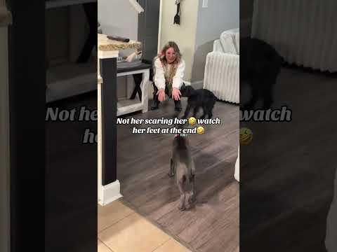 @ashbash0921: They've wanted another dog forever lol heres a huge one! #dog #dogvideos