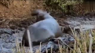 Hippos killed animals with powerful aura.It&#39;s so terrible to see hippos stricks.