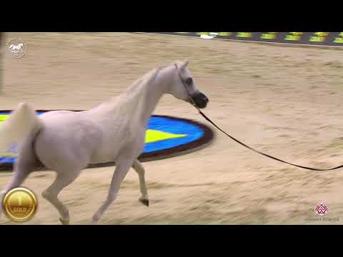 N 154 EXCALIBUR EA   Dubai Arabian Horse Show 2020   Senior Stallions championship Class 20