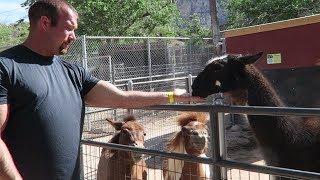 Family Friendly Vegas: Animal Petting Zoo at Bonnie Springs Ranch (kids activities)