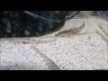 Rhadinoloricaria macromystax Rhadinoloricaria macromystax