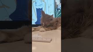 猫 #猫 #可愛い猫