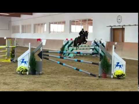 2011 Holsteiner mare by Calido 135 cm top amateur rider horse ! www.sporthorses-online.com