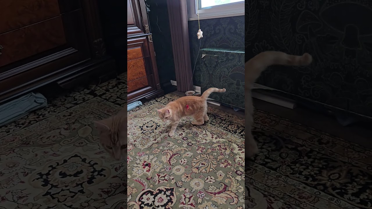 Cheeto, an adoptable Domestic Short Hair in Garrett Park, MD video 6/6