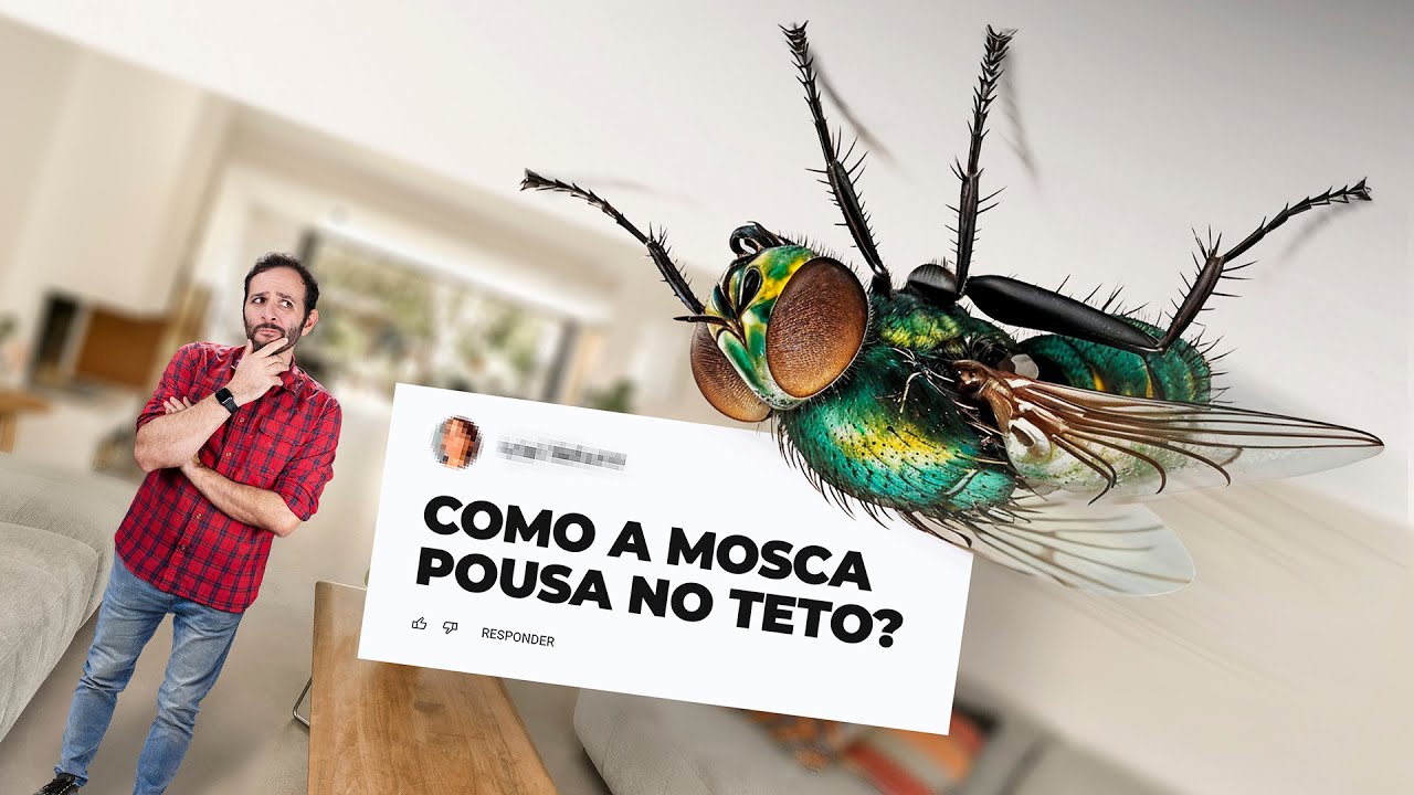 COMO a MOSCA pousa no TETO? Para de VOAR, gira 180º e GRUDA? Iberê responde