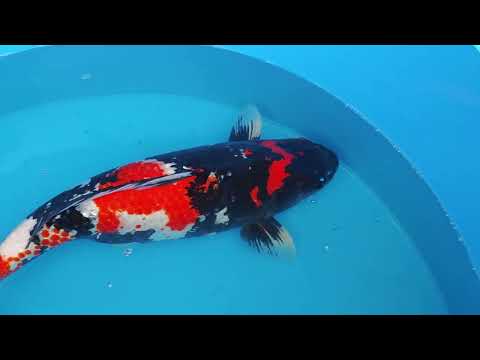 HQ Black Showa 2020/12-2025, 67cm Ikarshi