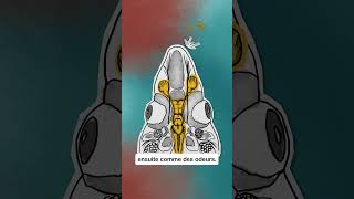 🦈🩸 Requins et SANG humain ? #shorts