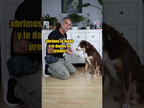 Enséñale a DAR la PATA  #adiestramientoenpositivo #perros #adiestramientocanino