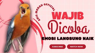 Download lagu LANGSUNG NYAUT 10000 % ‼️ ANIS MERAH MACET BUNYI JIKA DENGAR SUARA INI PASTI NYAUT LANJUT GACOR | 86 mp3 Download lagu LANGSUNG NYAUT 10000 % ‼️ ANIS MERAH MACET BUNYI JIKA DENGAR SUARA INI PASTI NYAUT LANJUT GACOR | 86 mp3