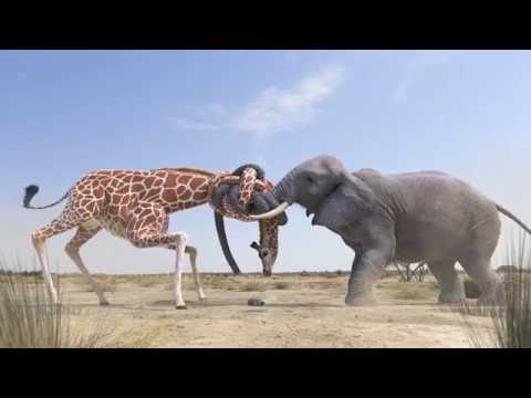 Elephant vs Giraffe Water Fight