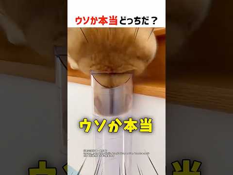 【何問正解できる？】ウソか本当どっちだ！？ part52 #クイズ #ショート #shorts #猫 #なぞなぞ #かわいい