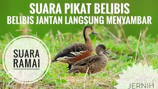 Download lagu SUARA PIKAT BELIBIS TERBARU 2022 mp3