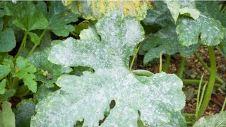 POWDERY MILDEW🌱NATURAL,EASY HOMEMADE SPRAY TO PREVENT AND TREAT POWDERY MILDEW