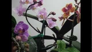 Miniature Phalaenopsis Orchid Bloom (time lapse)