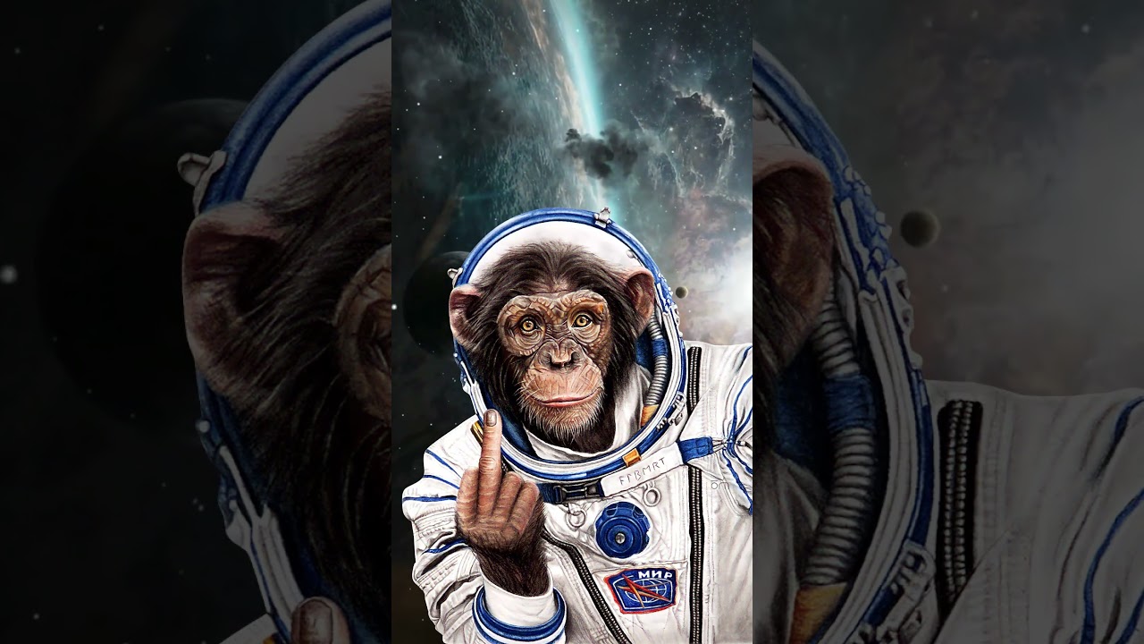 Laugh Now But One Day We Will Be In Charge Wise Astro Chimp Caesar Monkey Vinyl Sticker @AnySigns.ca