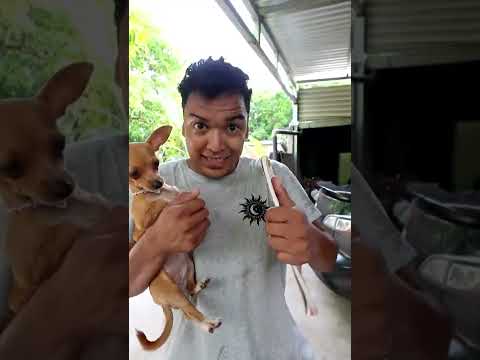 MI PERRITO SABE LEER #shorts