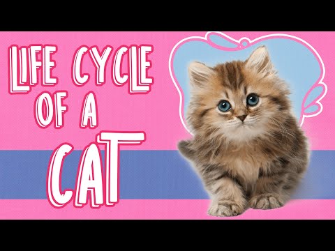 The Life Cycle Of A Cat |  🐈A General Breakdown Of A Cats Life Cycle #shorts