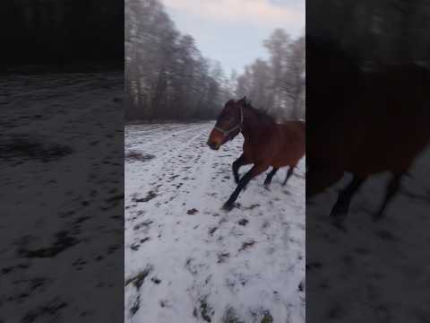 Jaka torpeda! 🐎❄️