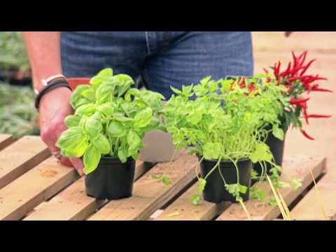 RPPtv Hyperlocal Presentation