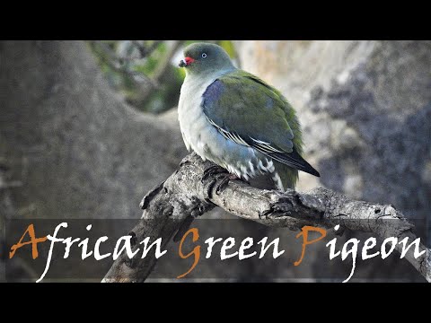 African green pigeon Treron calvus Kruger