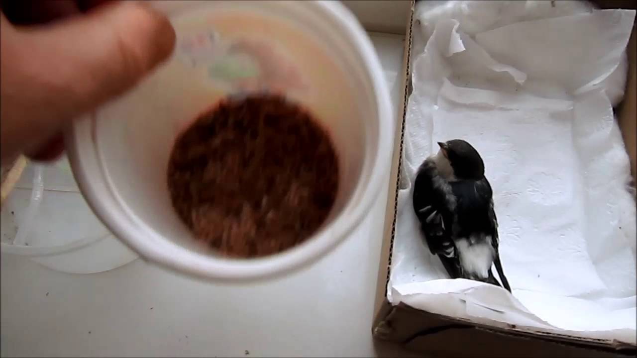 Стриж птица птенец. Ласточка выпавшая из гнезда. Кормежка птенцов. Стриж птица гнездо. Как кормить птенца ласточки.