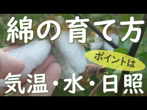 園芸 ワタ草、ワタ草、綿花