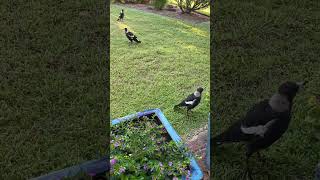 Voodoo Village - Tony Joe White