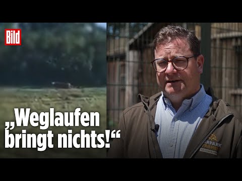 Puma-Sichtung in Sachsen-Anhalt: Experte bewertet Gefahr