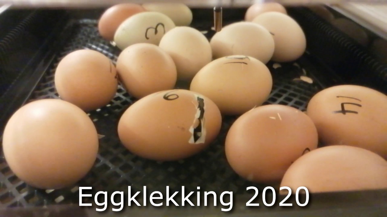 Eggklekking 2020